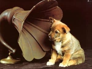 Dog listening