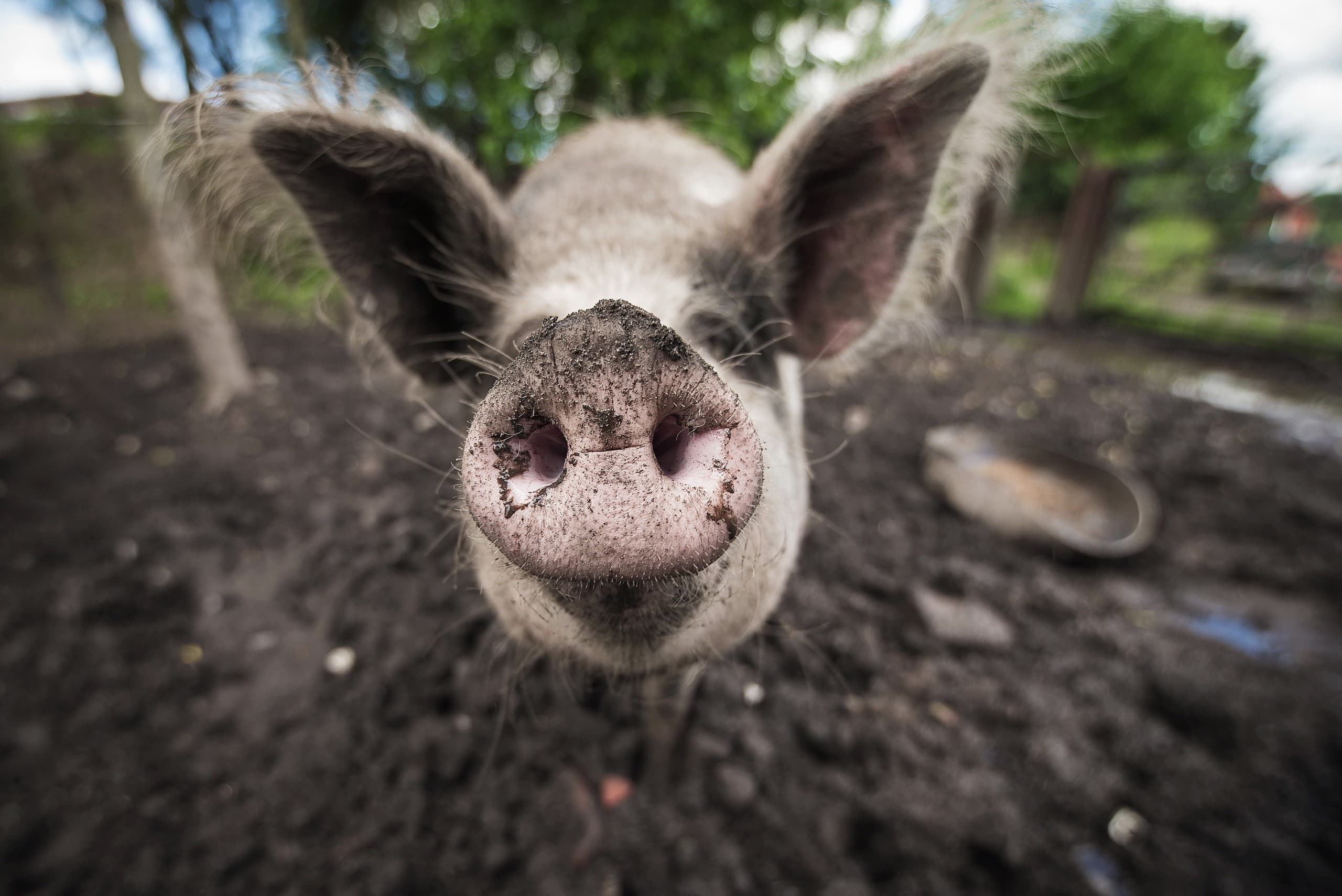 Pig nose