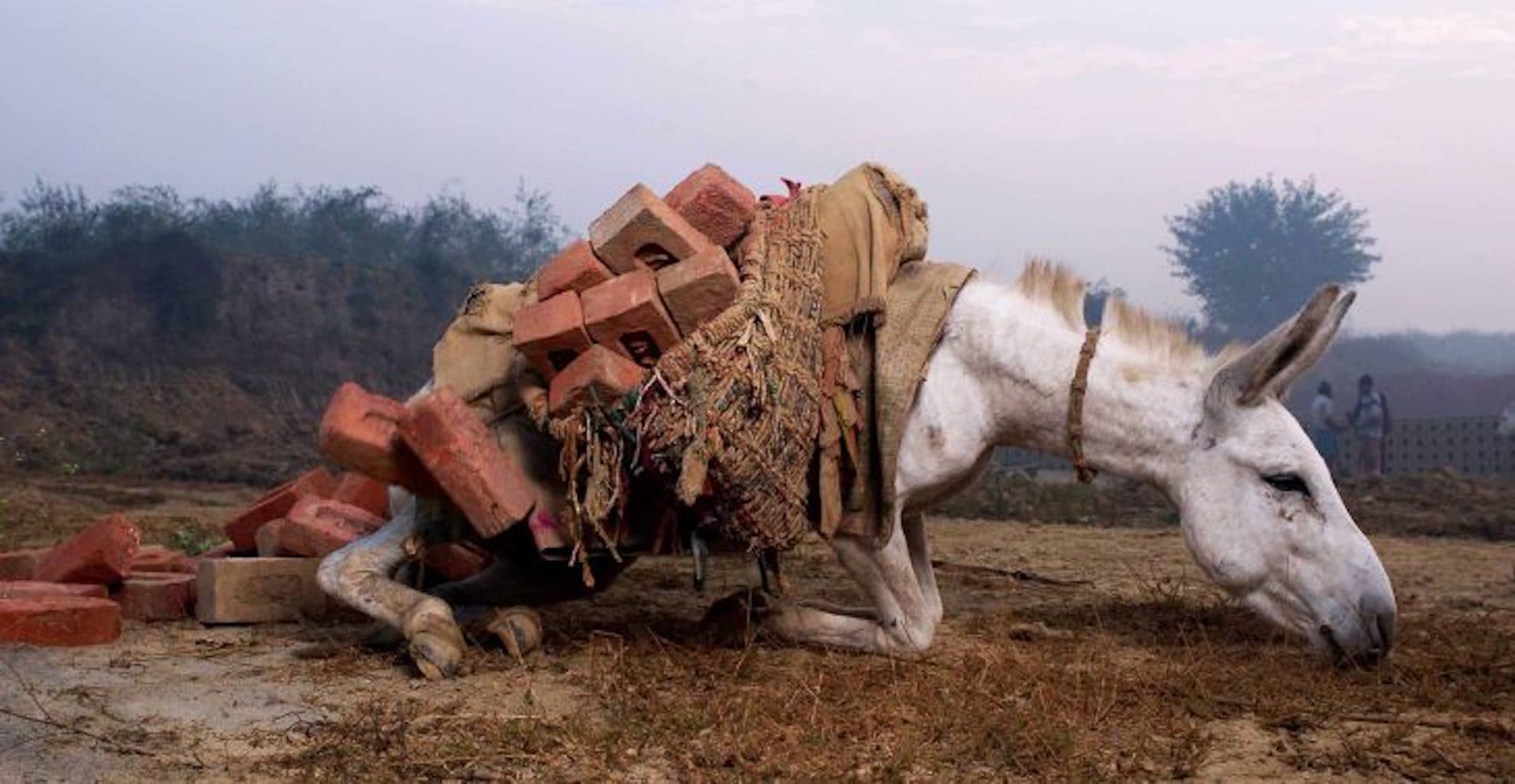 Donkey overloaded