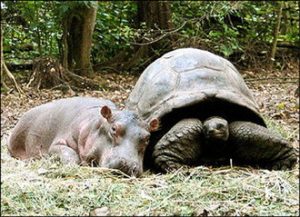 Hippo and turtle - Hippopotamus and turtle